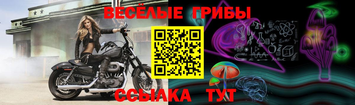 Псилоцибиновые грибы Cubensis Туапсе